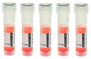 Cell wall set | 5 antibodies in the group Antibodies Plant/Algal / Cell Wall / Dr. Knox collection, University of Leeds at Agrisera AB (Antibodies for research) (AS20 4516)